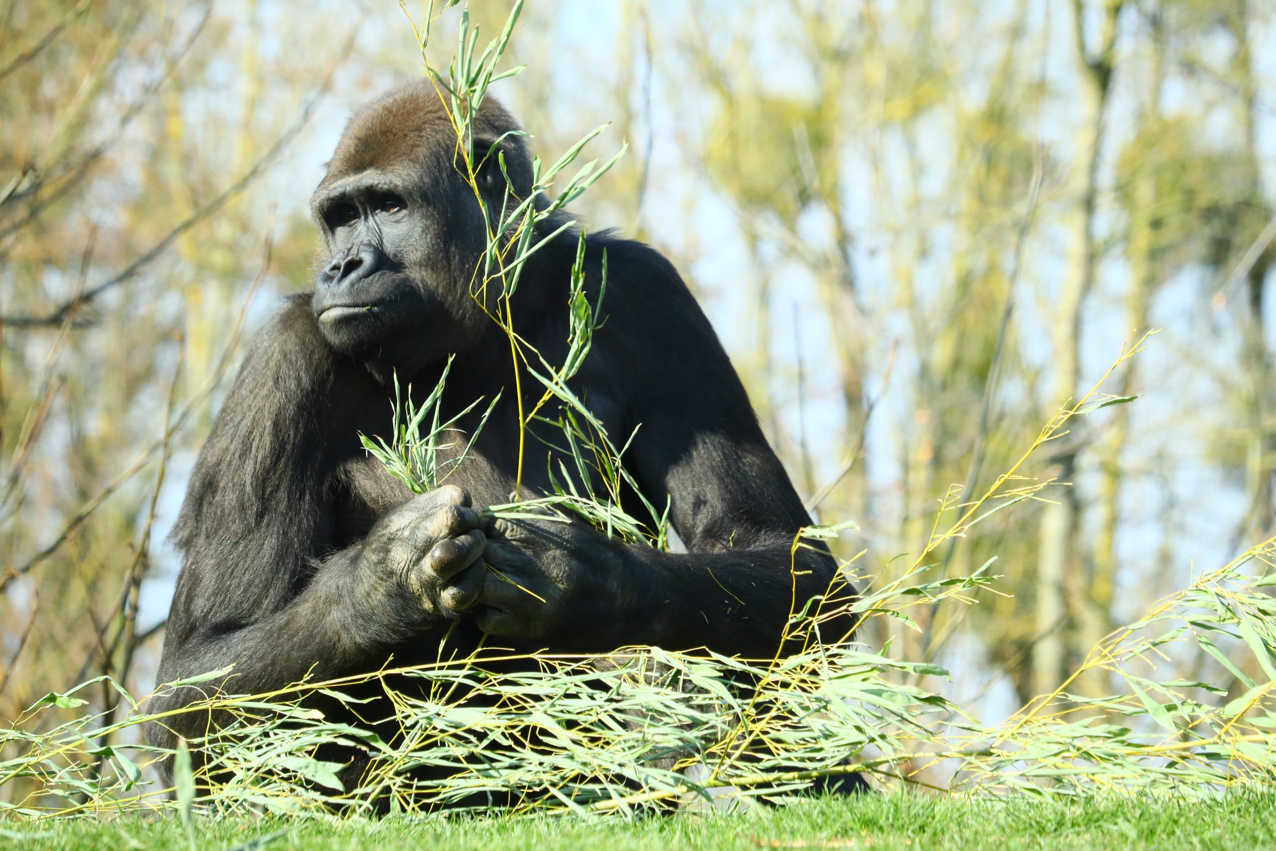 black gorilla with branch plant its hands surrounded by trees scaled