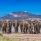 Amboseli National Park _ Kilimanjaro Herd 600x399 1 85x85