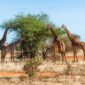 Tsavo 85x85