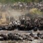 Wildebeest migration 1 85x85