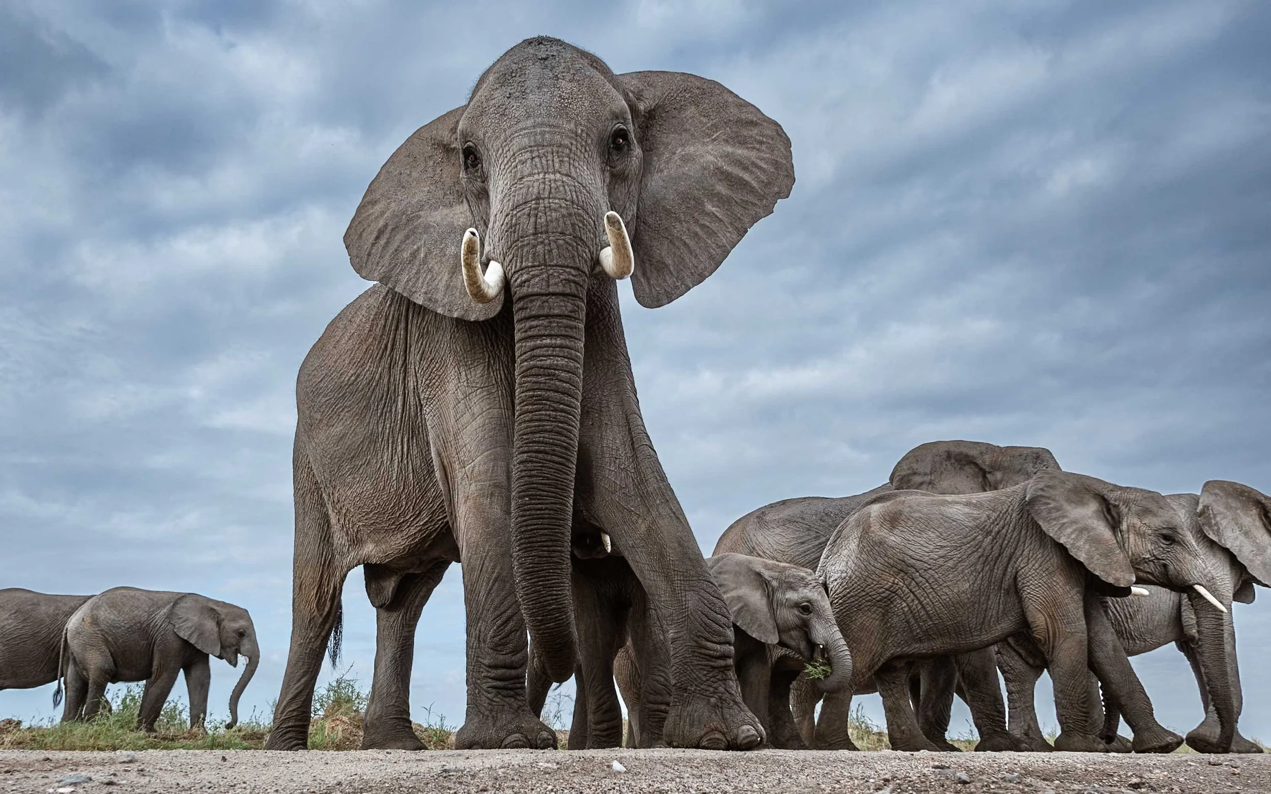 amboseli-elephants-00007