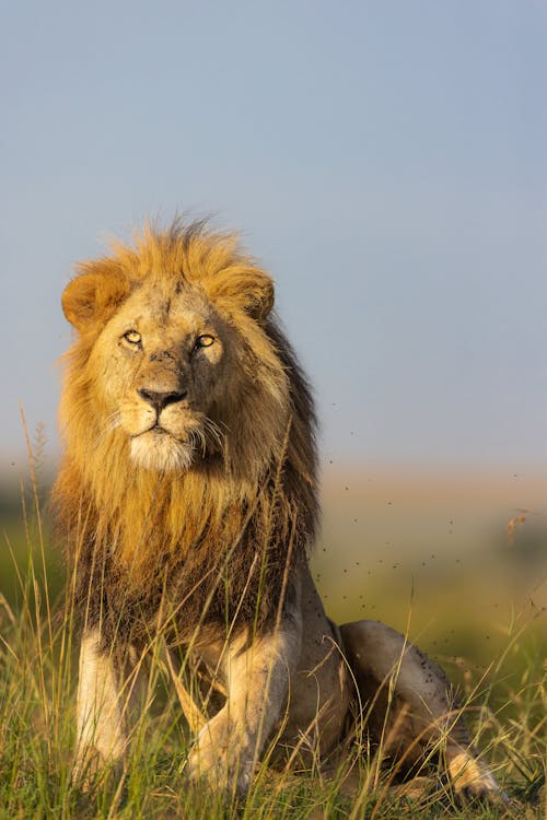 free-photo-of-majestic-lion-in-maasai-mara-kenya